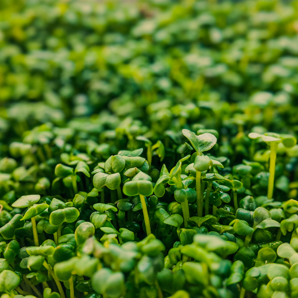 Landcress: A Nutritious Leafy Green for Vibrant Salads