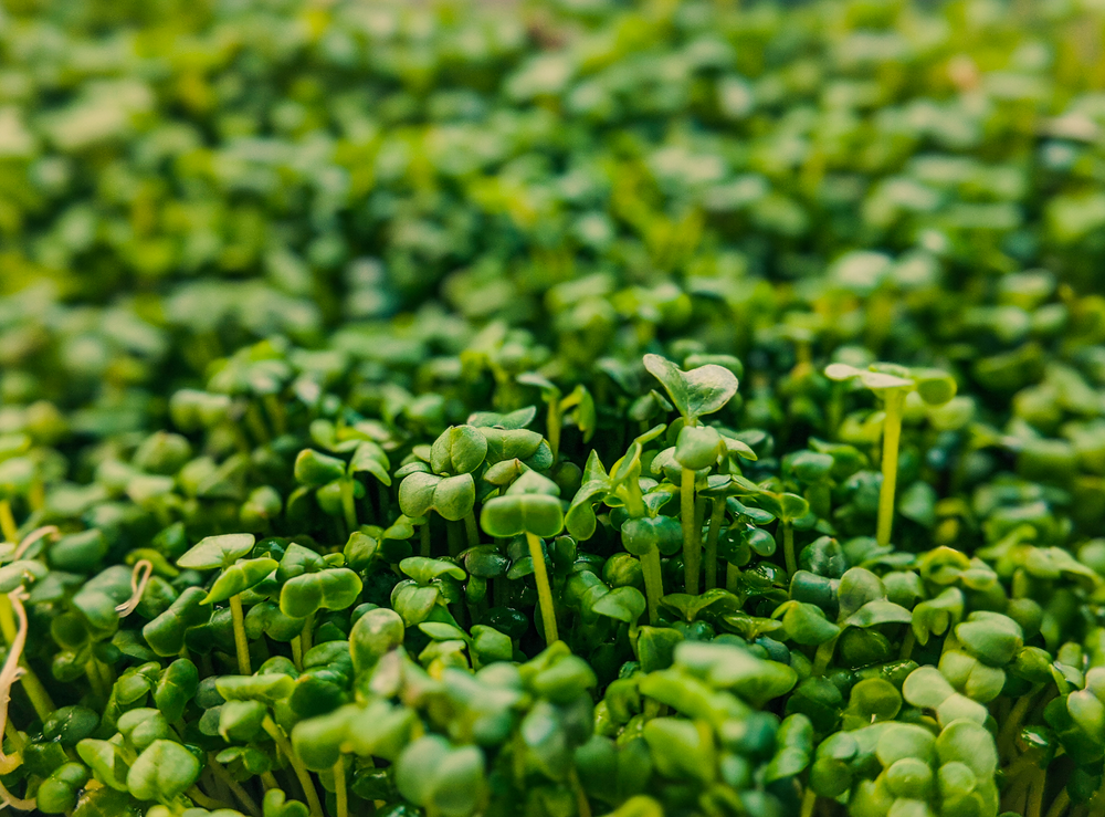 Landcress: A Nutritious Leafy Green for Vibrant Salads
