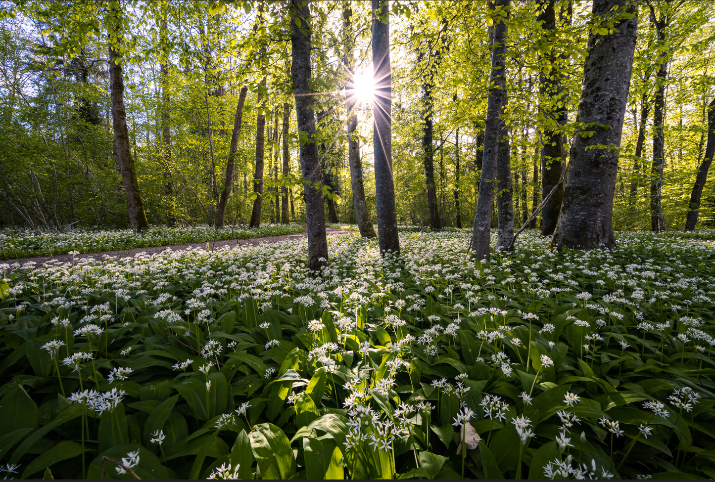 Wild Garlic Butter Recipe