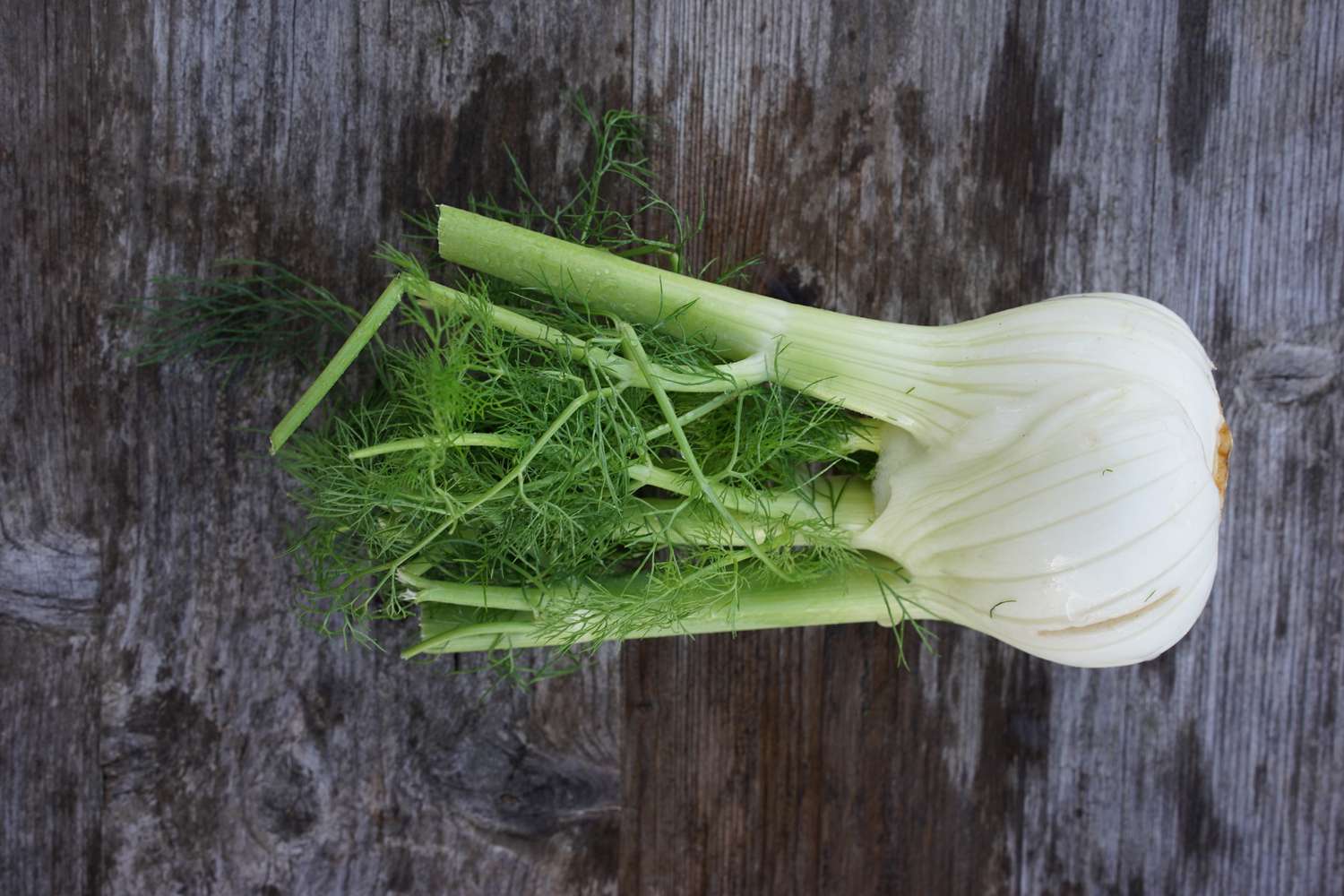 How to Cook Fennel: A Sweet and Aromatic Delight