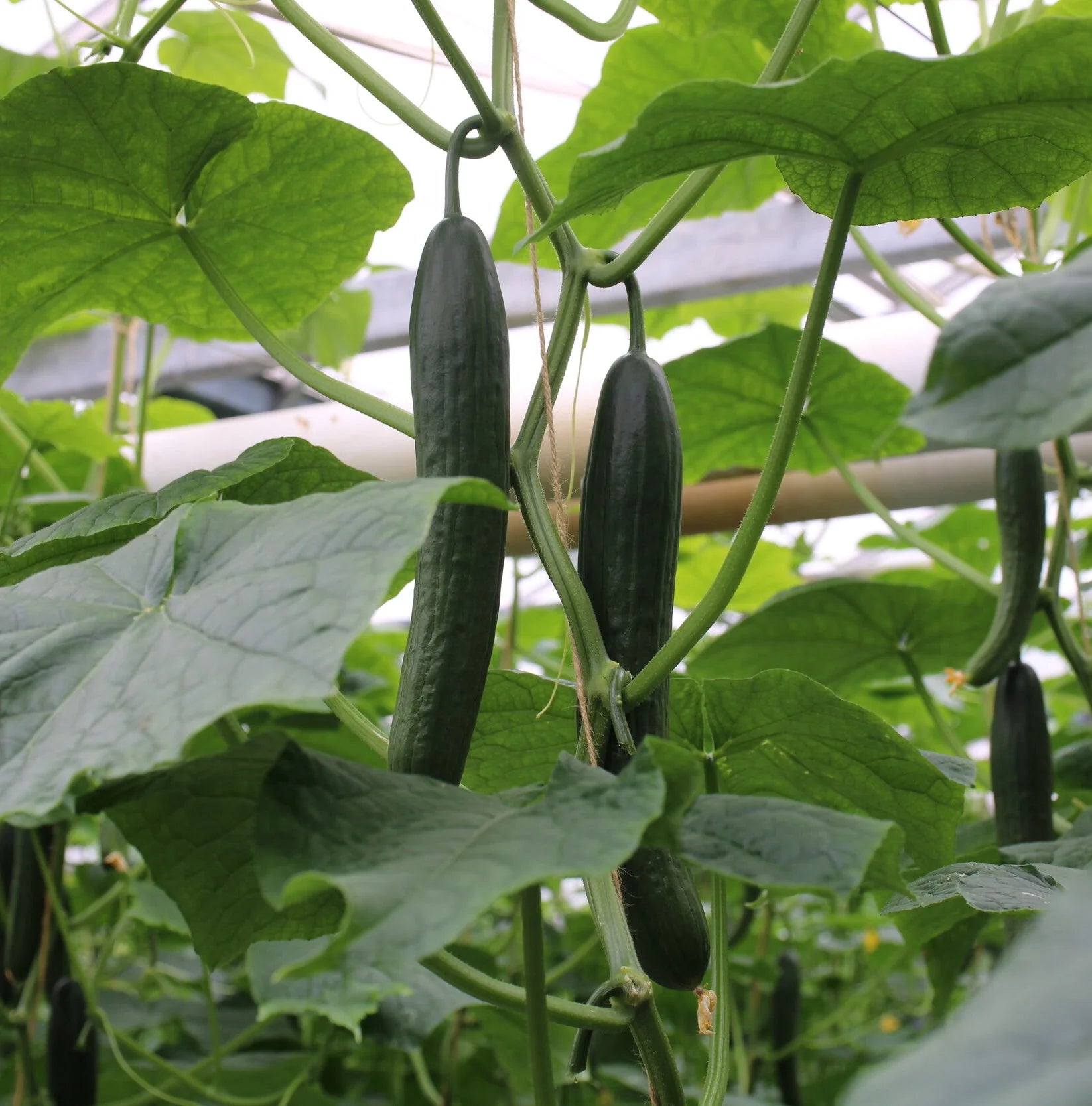 Our growers
